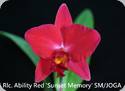 Rlc. Ability Red Sunset Memory